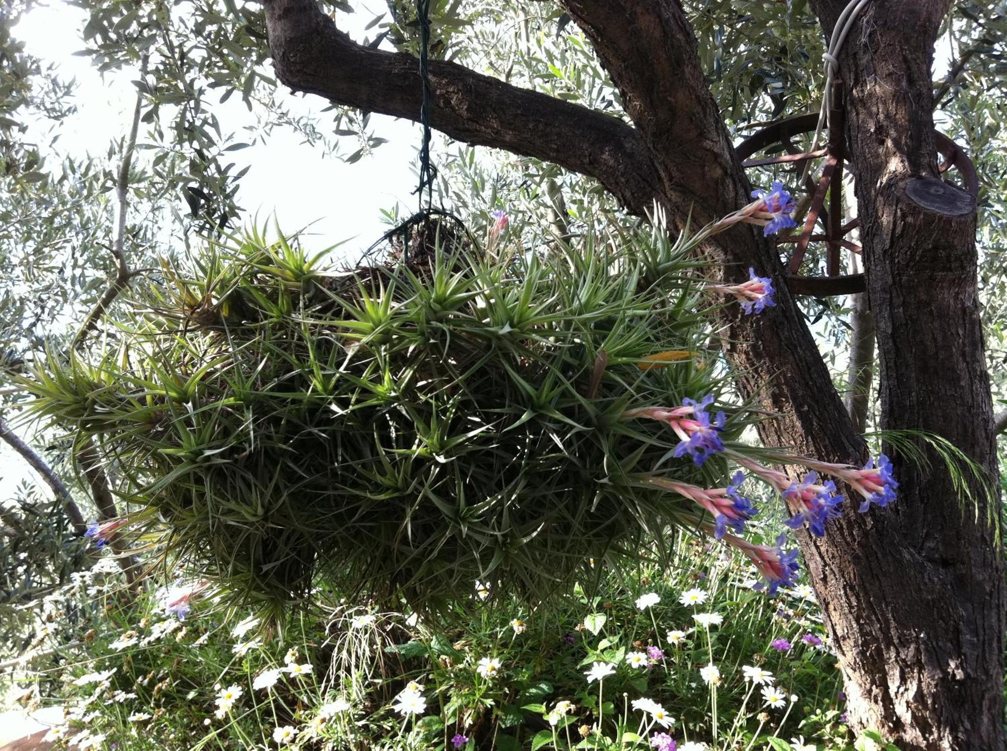 Agriturismo La Rocca Di Perti Finale Ligure Eksteriør billede